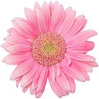Garten-Tipps